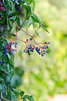 Fruit of the ivy vine