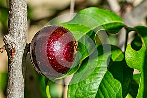 Fruit jabuticaba isolated on a twig of jabuticabeira tree under sunlight at sunrise