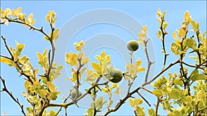 Fruit Japanese bitter orange, Trifoliate citrus Poncirus trifoliata.