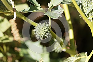 Fruit of Jimsonweed Datura stramonium