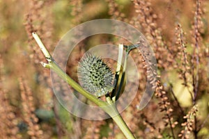 Fruit of Jimsonweed Datura stramonium