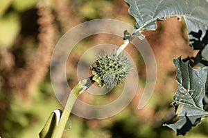 Fruit of Jimsonweed Datura stramonium