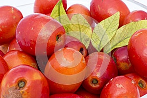 Fruit Jocote (Red Mombin, Purple Mombin, Hog Plum, Sineguela, Siriguela).