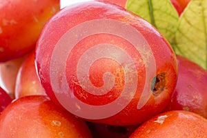 Fruit Jocote (Red Mombin, Purple Mombin, Hog Plum, Sineguela, Siriguela).
