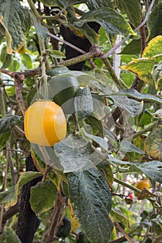 Fruit Jocote (Red Mombin, Purple Mombin, Hog Plum, Sineguela, Siriguela). photo