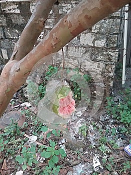 The fruit of the Klutuk guava has a hole because it was eaten by a squirrel and is still attached to the branch of the tree.