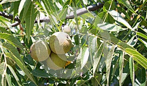 The fruit and leaf of black walnut