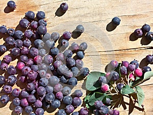 Fruit and leaves of Amelanchier ovalis