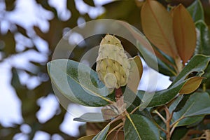 Fruit and leaves of magnolia tree