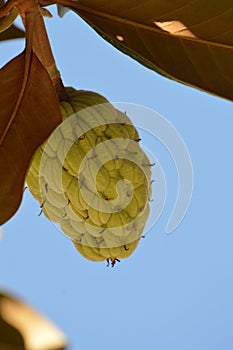 Fruit and leaves of magnolia tree with blue sky background