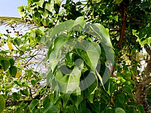 fruit and leaves of manchineel tree, a poisonous tree in caribbean islands photo