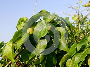 fruit and leaves of manchineel tree, a poisonous tree in caribbean islands photo