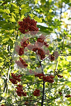 Fruit and leaves of Pyracantha Coccinea, the Scarlet Firethorn is the European species of firethorn, an edible fruits for jams.