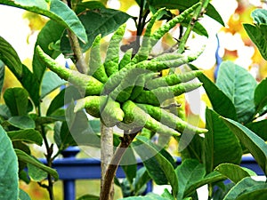 Fruit of the lemon tree hand of Buddha