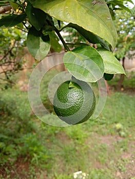 Fruit of lemon on tree