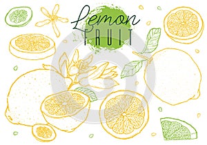 Fruit lemons set hand drawn sketch. Vintage style. Color line on white background.Vector illustration.