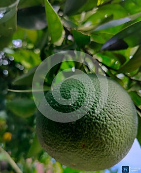 the fruit of lime on a brach