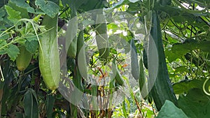 fruit of the loofah sponge pumpkin. pumpkin hanging on tutor system for plants in the urban vegetable garden