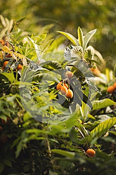Fruit of loquat - Eriobotrya japonica. Yellow fresh Loquat fruit in a tree.