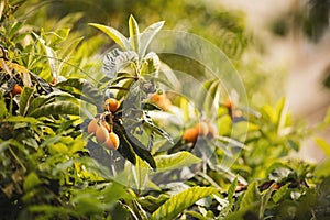 Fruit of loquat - Eriobotrya japonica. Yellow fresh Loquat fruit in a tree.