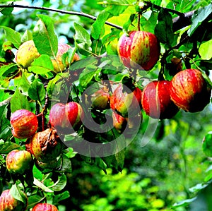 Fruit madness. Small apples in an apple tree in orchard, in early summer