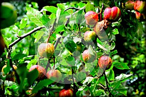 Fruit madness. Small apples in an apple tree in orchard, in early summer