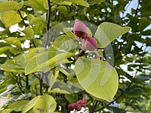 Fruit of magnolia - follicles. Follicles are a type of fruit, belonging to the cracked fruit of dried fruits.