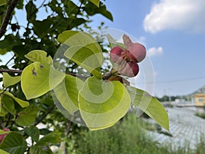 Fruit of magnolia - follicles. Follicles are a type of fruit, belonging to the cracked fruit of dried fruits.