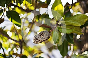 The fruit of Magnolia photo
