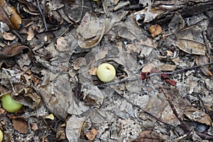 A Manchineel Tree Fruit on the ground on leaf litter in the Petit Carenage Sanctuary, Carriacou, Grenada photo