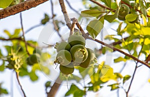 Fruit of the Manchinell tree