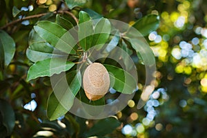 Fruit of Manilkara zapota, sapodilla tree