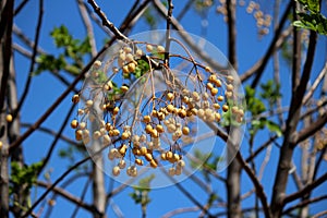 Fruit of Melia azedarach tree-chinaberry tree photo