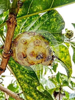 Fruit mengkudu Morinda Citrifolia