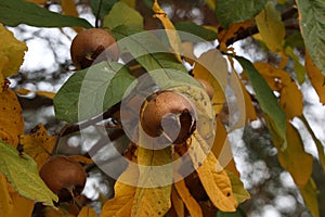 Fruit of Mespilus germanica, also named common medlar at a tree