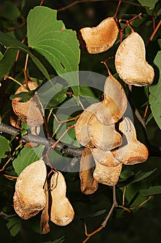 Fruit of Mopane Tree (Colophospermum mopane)