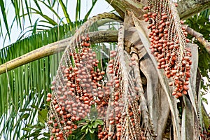 Fruit of Moriche Palm or Mauritia flexuosa growing in swamp on Amazon River in Brazil