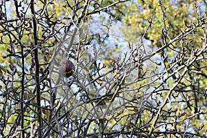 Fruit mummy on the leavless tree