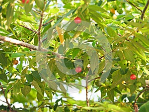 Fruit of Muntingia calabura maturing in the tree.