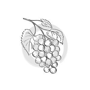 Fruit of Muscadine Grapes or Vitis Rotundifolia a Grapevine Species Line Art Drawing Black and White