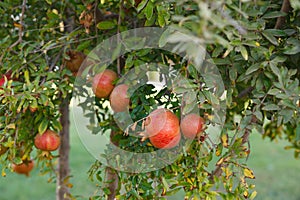 Fruit nature background