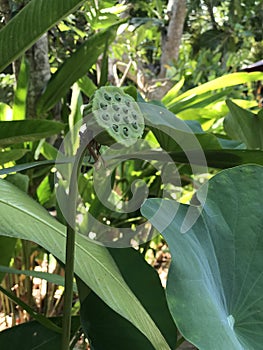 Fruit of Nelumbo nucifera or Lotus flower.