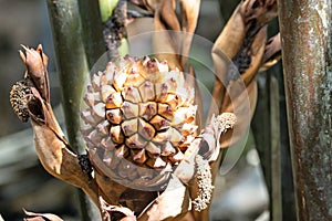 Fruit of a nipa palm, Nypa fruticans