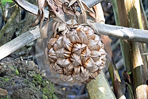 Fruit of a nipa palm, Nypa fruticans