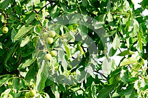 The fruit of the nut grows on the tree