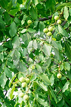 The fruit of the nut grows on the tree