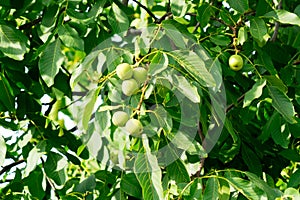 The fruit of the nut grows on the tree