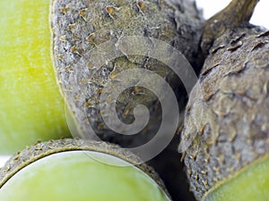 Fruit of the oak - Macro of acorns