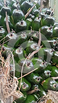 The fruit of the oil palm base