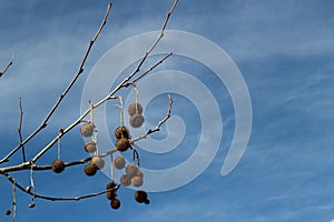 Fruit Old olive Landscape Albania lake trees awesome sky reflection mountain hills tree ablero park panorama